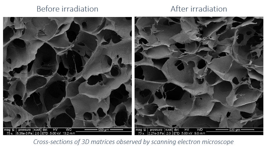 Cross-section of 3D matrices observed by scanning electron microscope - Before and after irradiation - ITHPP-Cirimat